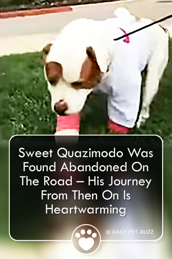 Sweet Quazimodo Was Found Abandoned On The Road – His Journey From Then On Is Heartwarming