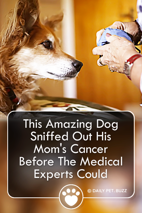 This Amazing Dog Sniffed Out His Mom\'s Cancer Before The Medical Experts Could