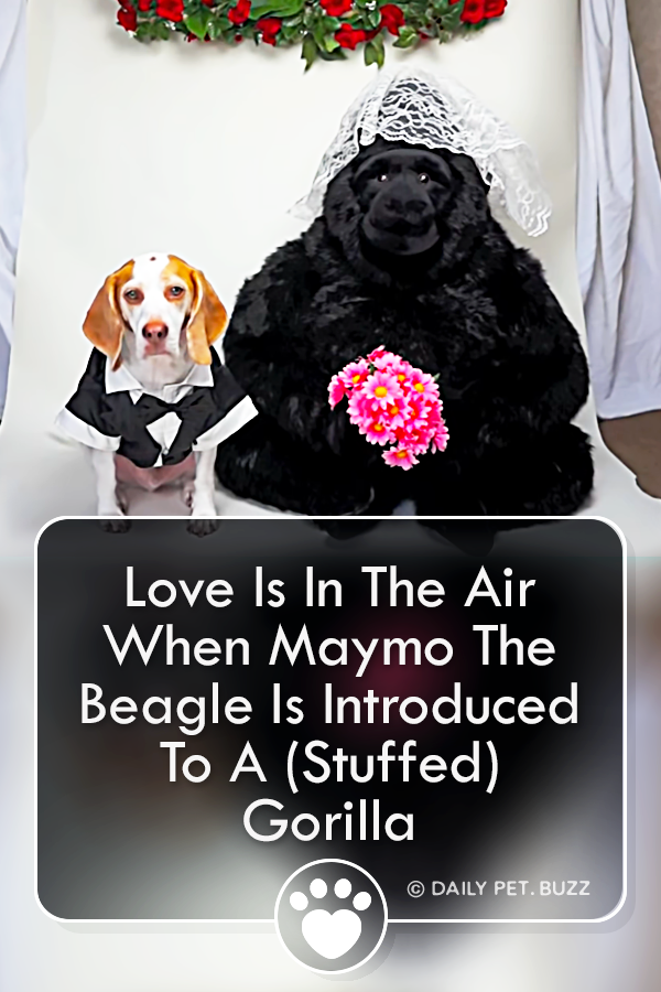 Love Is In The Air When Maymo The Beagle Is Introduced To A (Stuffed) Gorilla