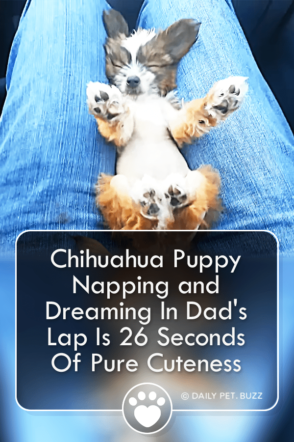 Chihuahua Puppy Napping and Dreaming In Dad\'s Lap Is 26 Seconds Of Pure Cuteness