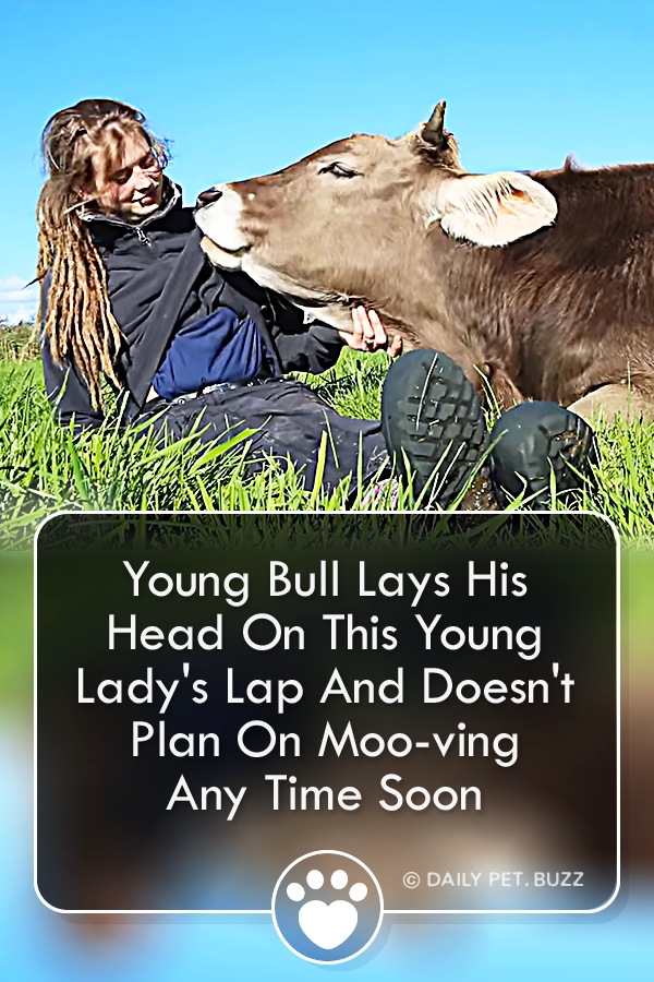 Young Bull Lays His Head On This Young Lady\'s Lap And Doesn\'t Plan On Moo-ving Any Time Soon