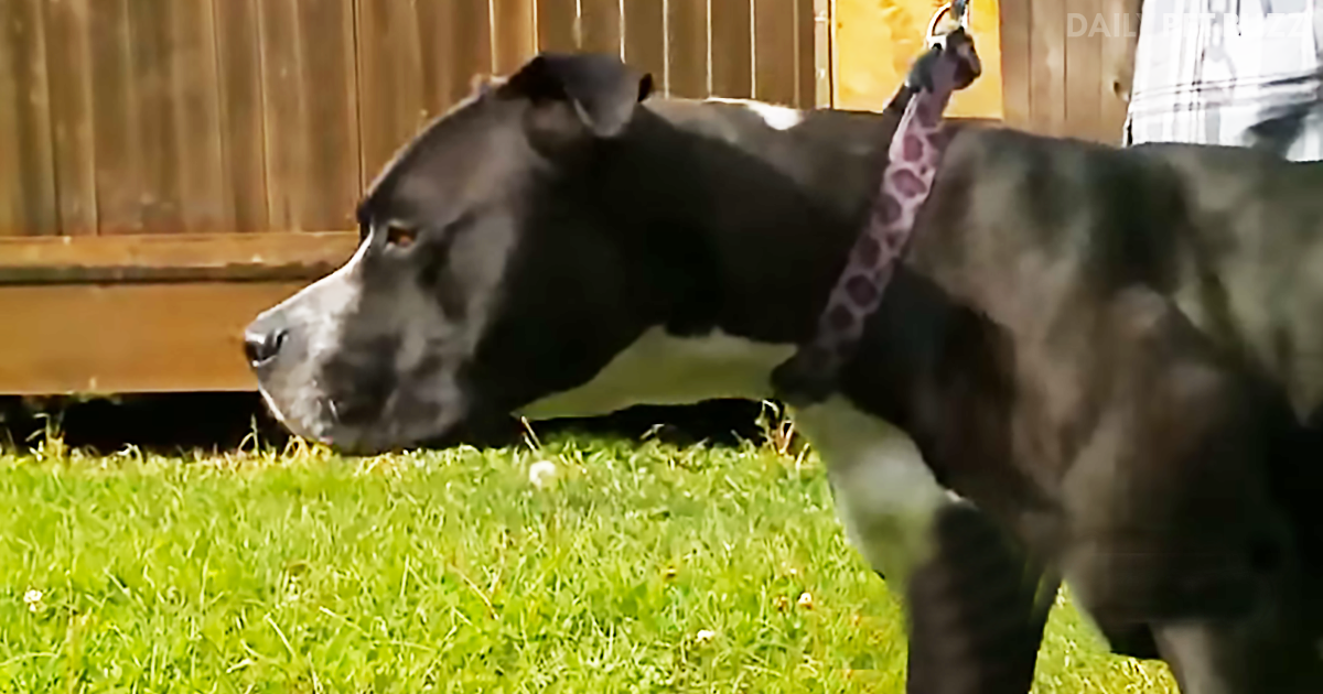 A House Fire And A Love For Dogs Unites Strangers