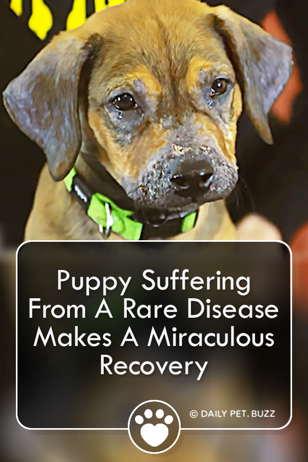 Puppy Suffering From A Rare Disease Makes A Miraculous Recovery