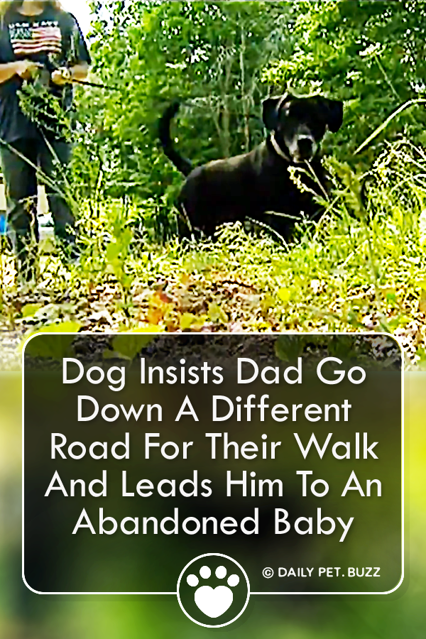 Dog Insists Dad Go Down A Different Road For Their Walk And Leads Him To An Abandoned Baby