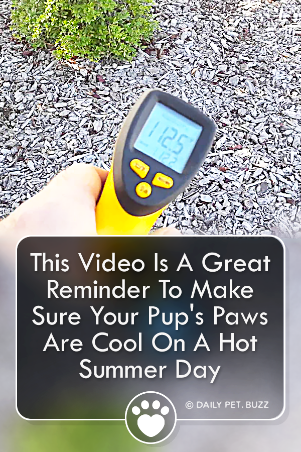 This Video Is A Great Reminder To Make Sure Your Pup\'s Paws Are Cool On A Hot Summer Day