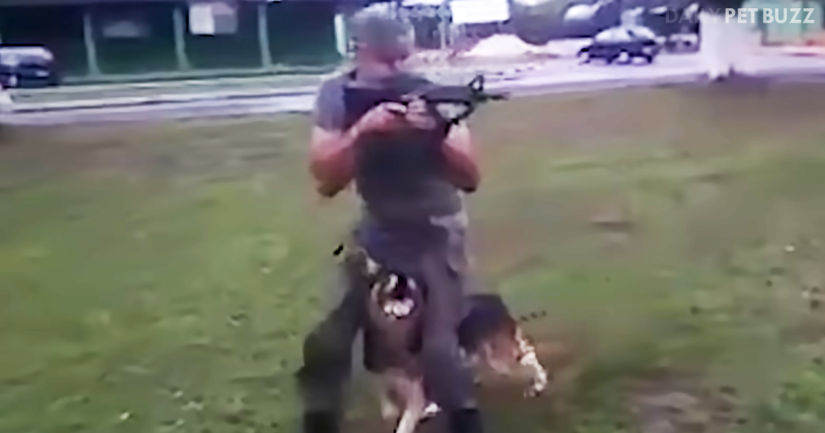 Exceptionally Trained German Shepherd Is A Virtual Shadow To This Soldier