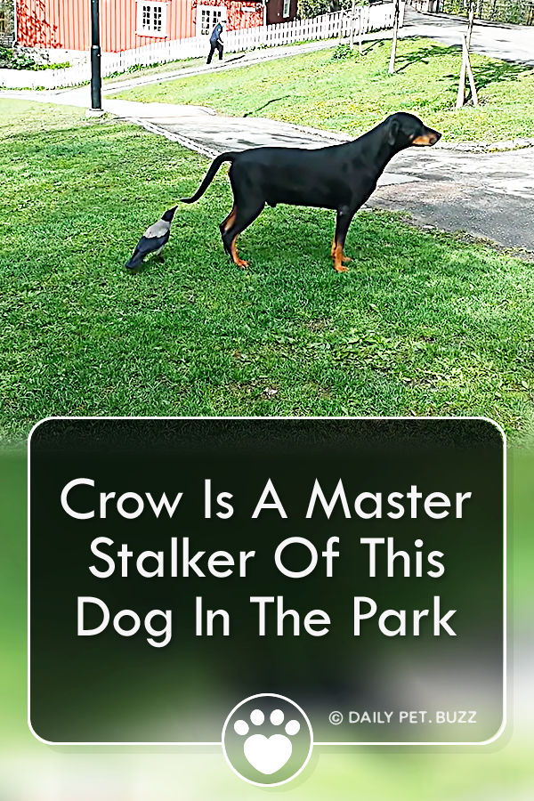 Crow Is A Master Stalker Of This Dog In The Park