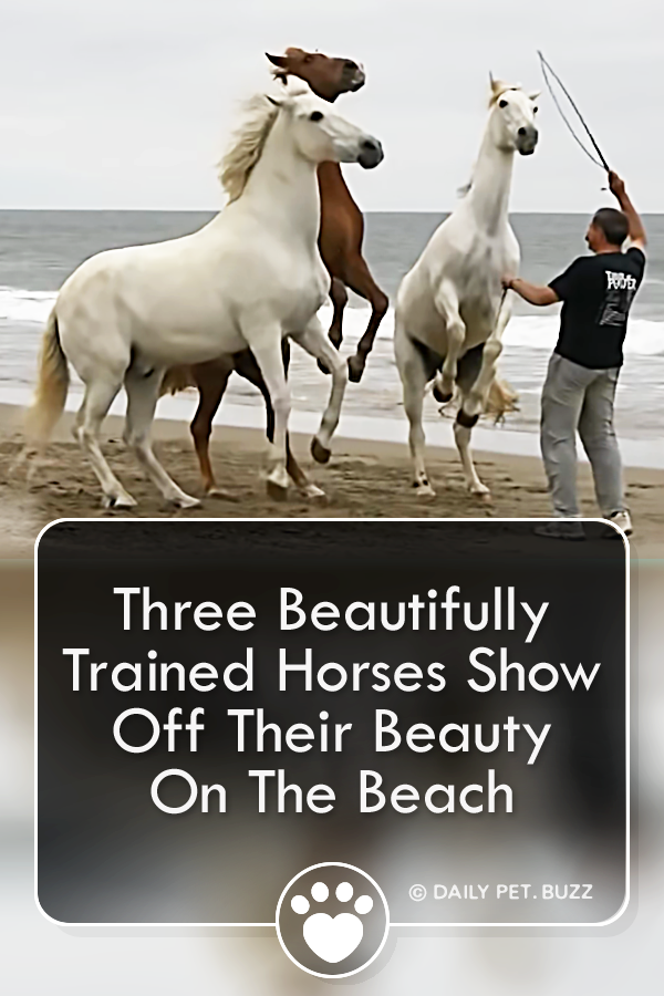 Three Beautifully Trained Horses Show Off Their Beauty On The Beach