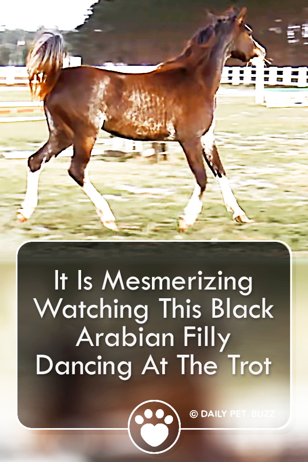 It Is Mesmerizing Watching This Black Arabian Filly Dancing At The Trot