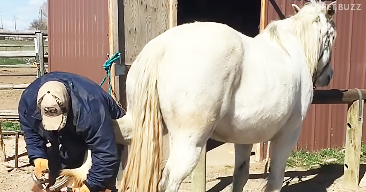 This Farrier Has A Clever Use For DUCT TAPE To Calm A Stressed Horse