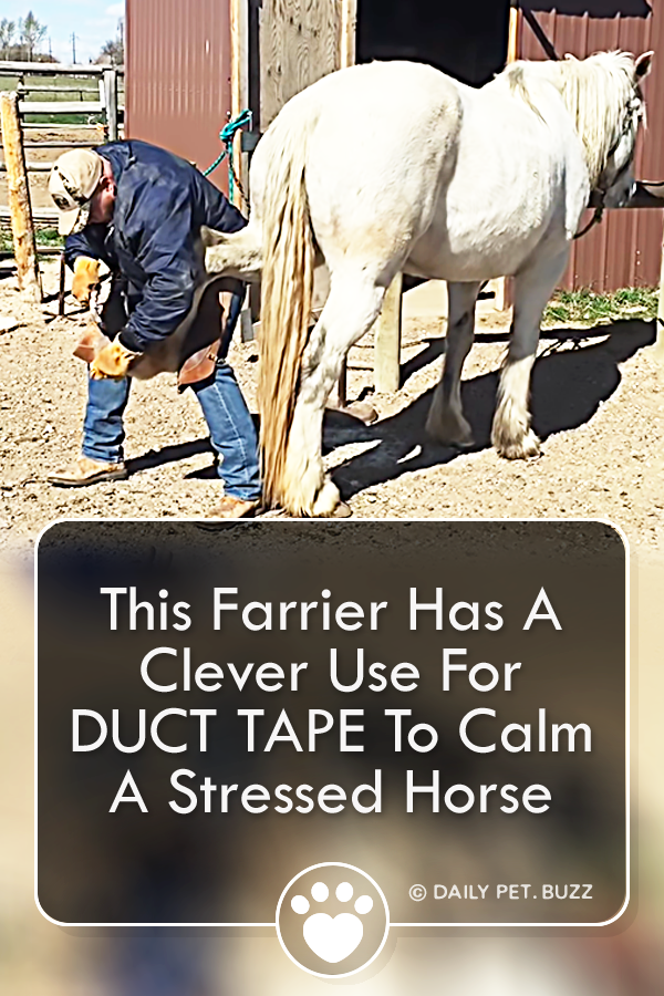 This Farrier Has A Clever Use For DUCT TAPE To Calm A Stressed Horse
