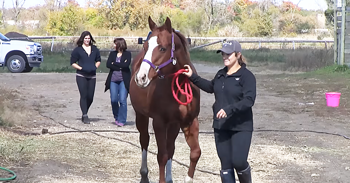 In 2014, A Rescue Group Saved 75 Horses From Slaughter: This Is Their Story