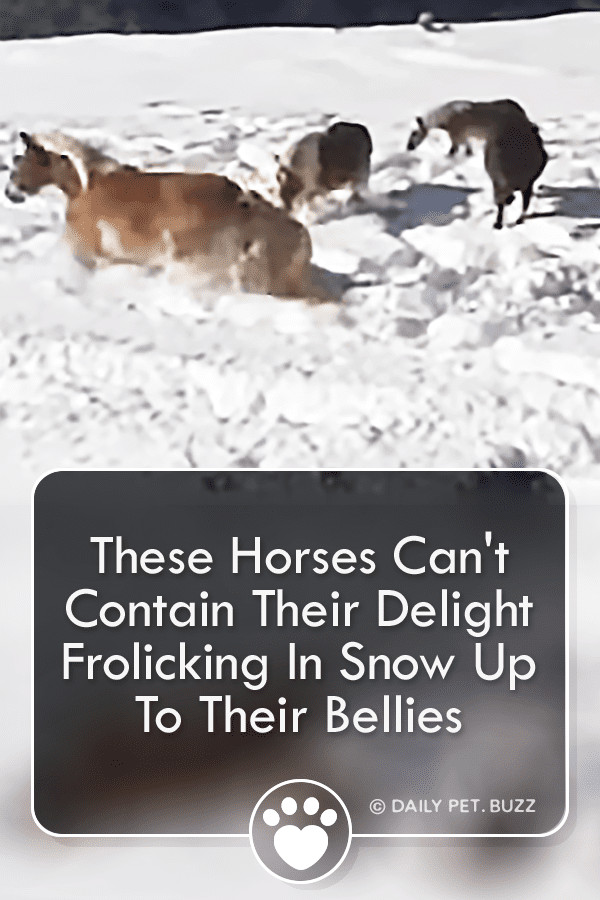 These Horses Can\'t Contain Their Delight Frolicking In Snow Up To Their Bellies