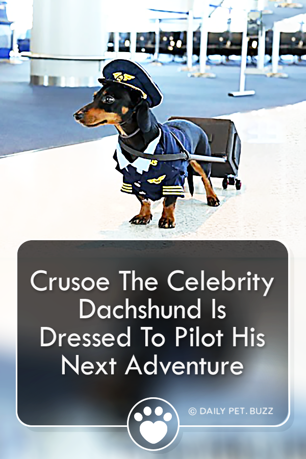 Crusoe The Celebrity Dachshund Is Dressed To Pilot His Next Adventure