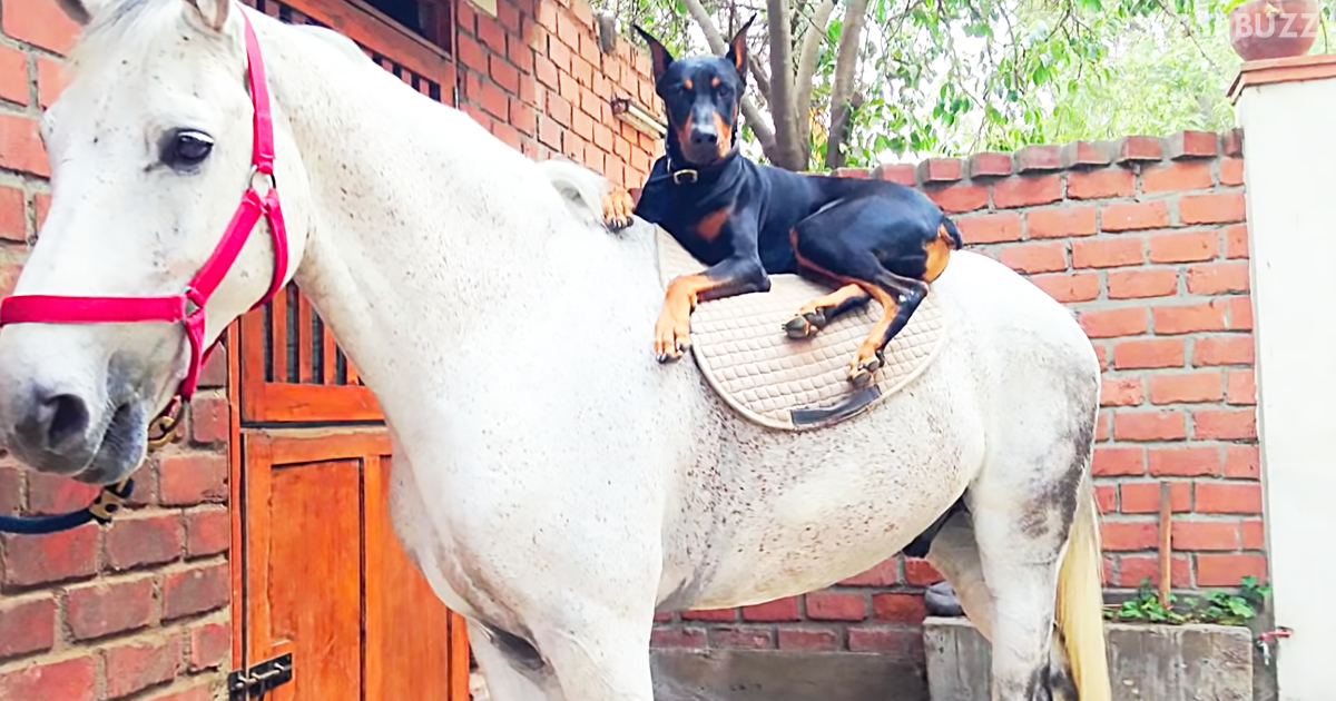 There Is No Reining In The Friendship Between Boss, The Doberman, And Contino, The Horse
