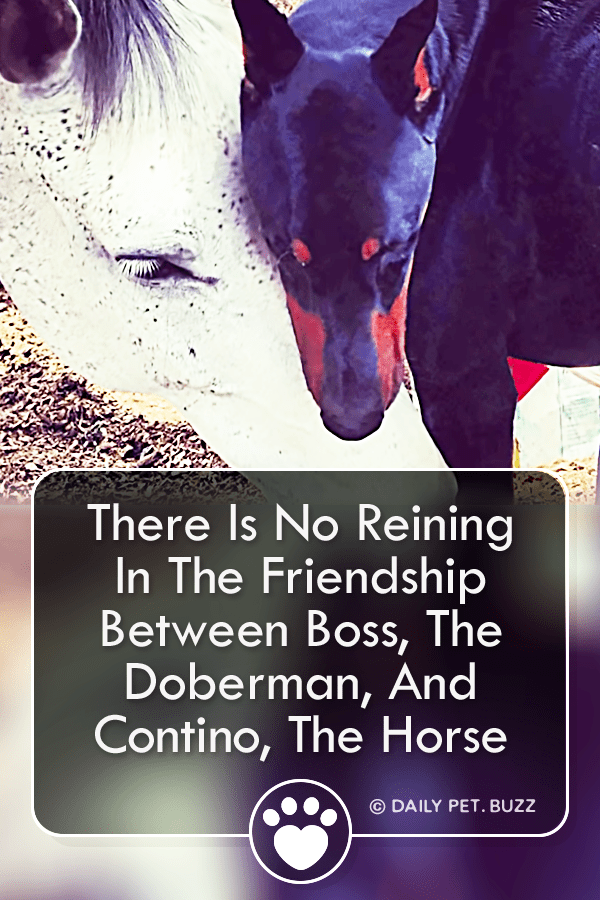 There Is No Reining In The Friendship Between Boss, The Doberman, And Contino, The Horse