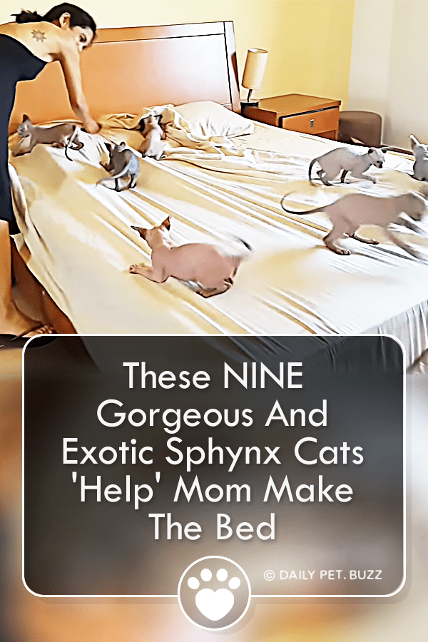 These NINE Gorgeous And Exotic Sphynx Cats \'Help\' Mom Make The Bed