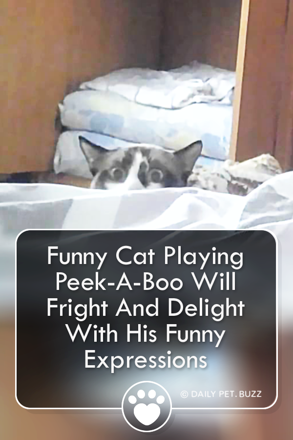 Funny Cat Playing Peek-A-Boo Will Fright And Delight With His Funny Expressions