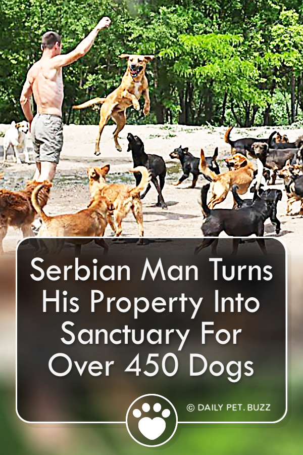 Serbian Man Turns His Property Into Sanctuary For Over 450 Dogs