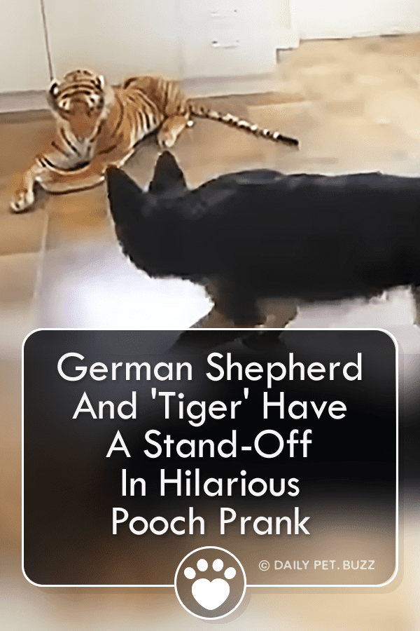 German Shepherd And \'Tiger\' Have A Stand-Off In Hilarious Pooch Prank
