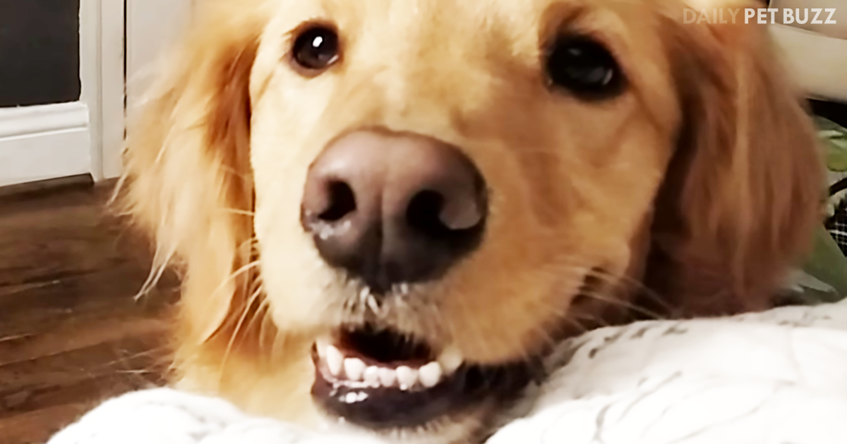 'Conversation' Mom and Golden Retriever Have About Bedtime Will Have You Chuckling