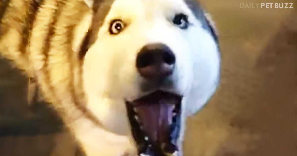 His Mama Always Told Him To Stand Out From The Crowd: When All The Others Bark, This Husky Yells