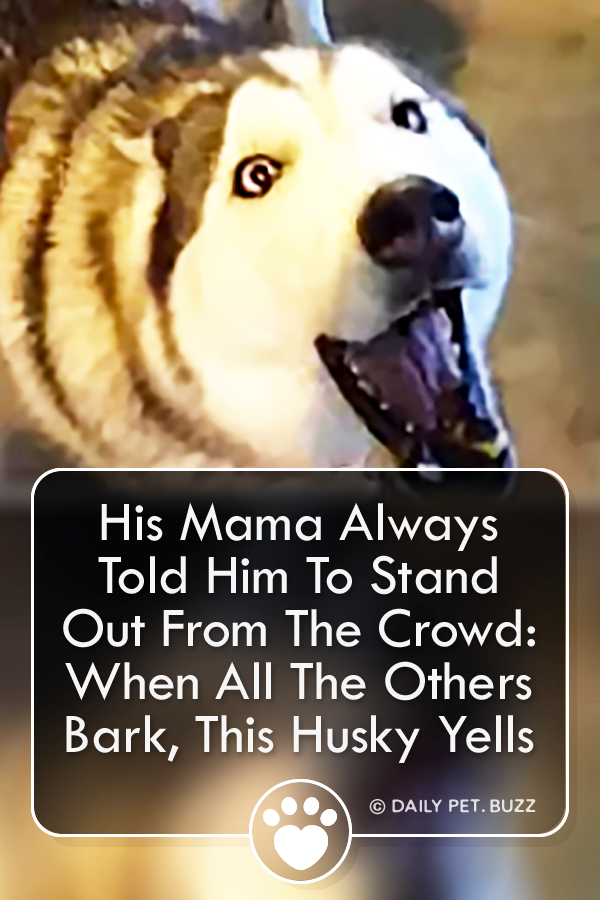 His Mama Always Told Him To Stand Out From The Crowd: When All The Others Bark, This Husky Yells