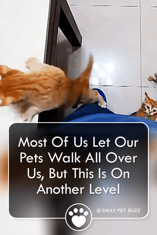 Most Of Us Let Our Pets Walk All Over Us, But This Is On Another Level