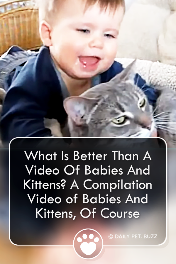 What Is Better Than A Video Of Babies And Kittens? A Compilation Video of Babies And Kittens, Of Course