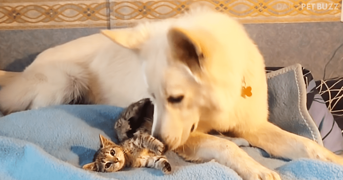 Sweet Kitten Has Decided That This Family Is Hers Now, And She Is Staying