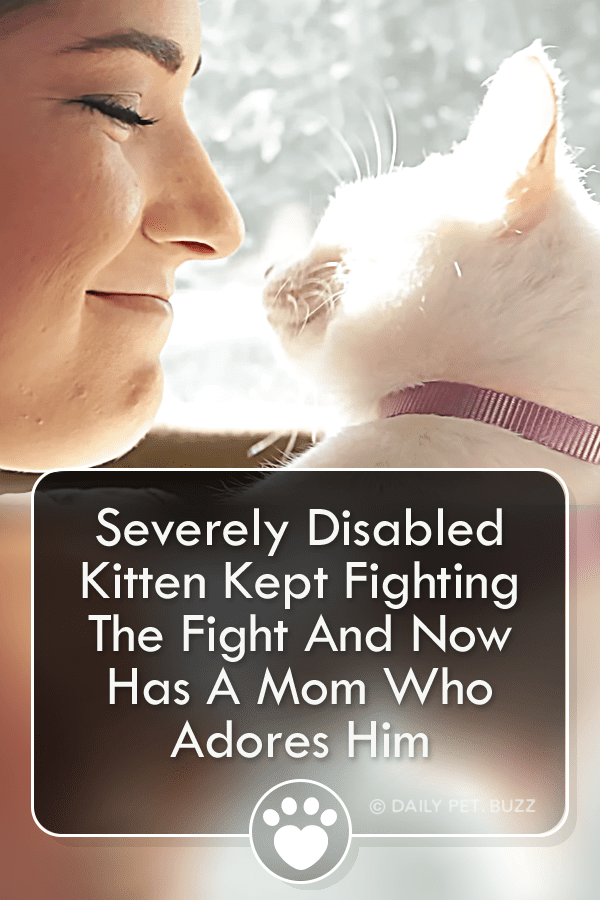 Severely Disabled Kitten Kept Fighting The Fight And Now Has A Mom Who Adores Him