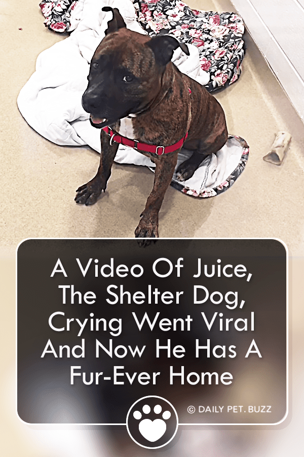 A Video Of Juice, The Shelter Dog, Crying Went Viral And Now He Has A Fur-Ever Home