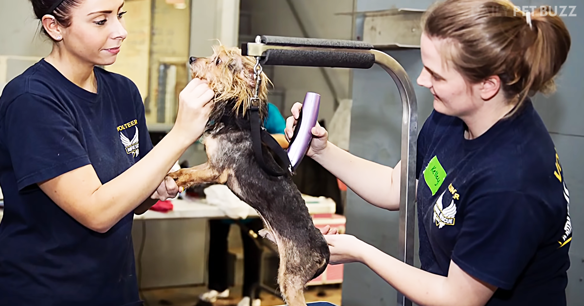 They Drove All Through The Night For This Huge Rescue And You Will Sob When You See What They Find