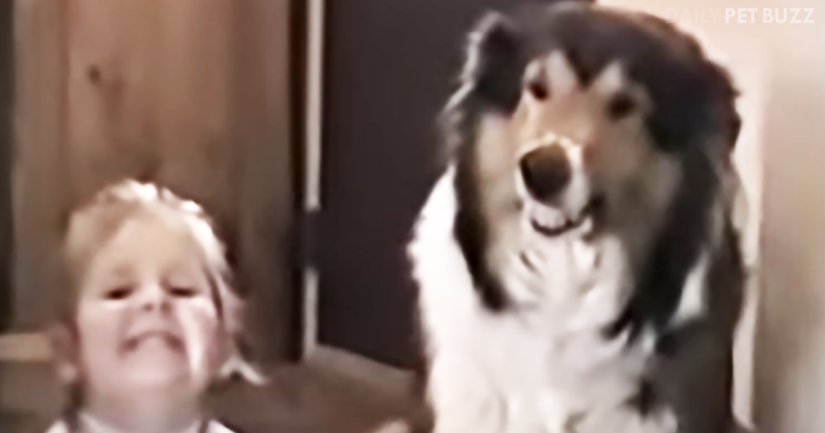This Video Is Decades Old, But This Grinning Collie's Smile Is Still Sparkling