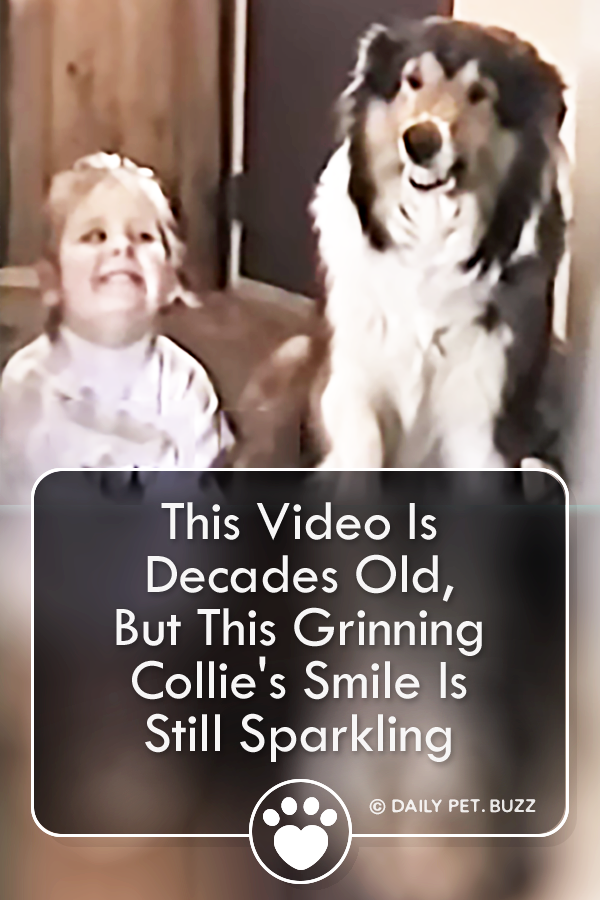 This Video Is Decades Old, But This Grinning Collie\'s Smile Is Still Sparkling