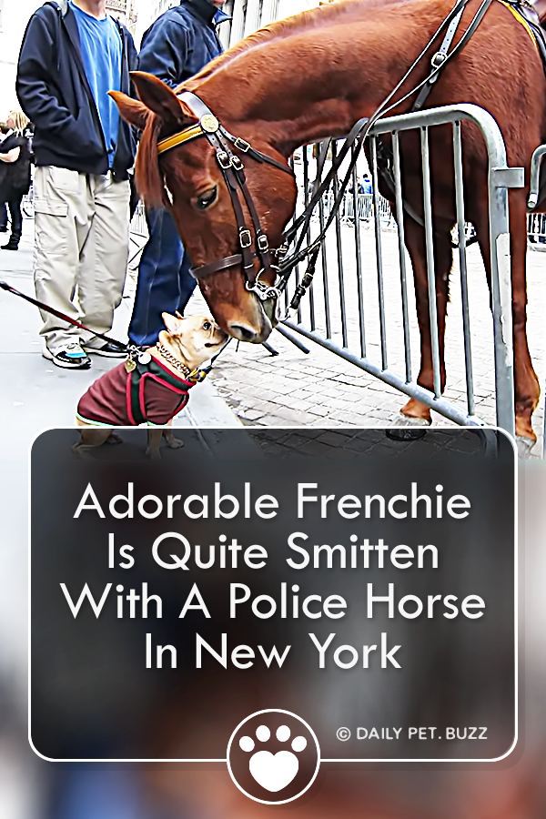 Adorable Frenchie Is Quite Smitten With A Police Horse In New York