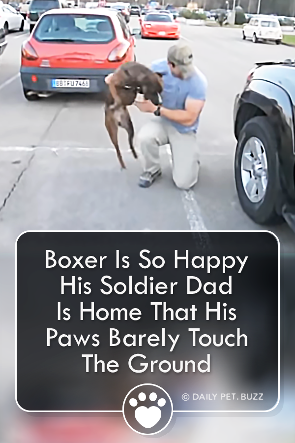 Boxer Is So Happy His Soldier Dad Is Home That His Paws Barely Touch The Ground