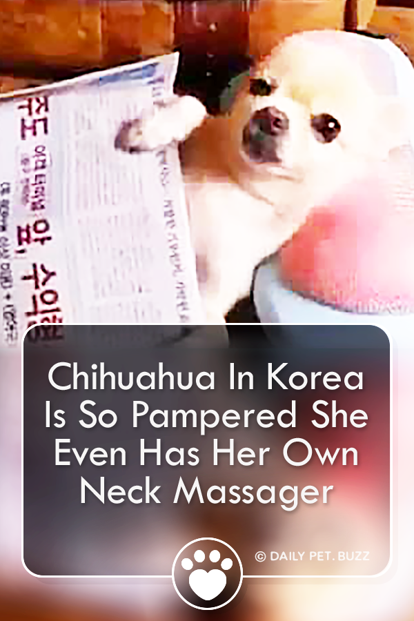 Chihuahua In Korea Is So Pampered She Even Has Her Own Neck Massager