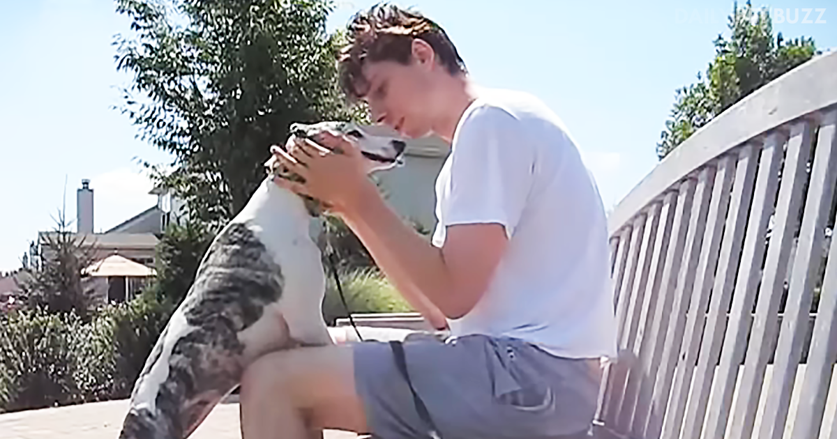 While This Whippet's Parents Were On Vacation, The Doggy Sitter And Pooch Have All Sorts Of Fun