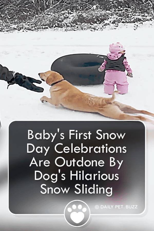 Baby\'s First Snow Day Celebrations Are Outdone By Dog\'s Hilarious Snow Sliding