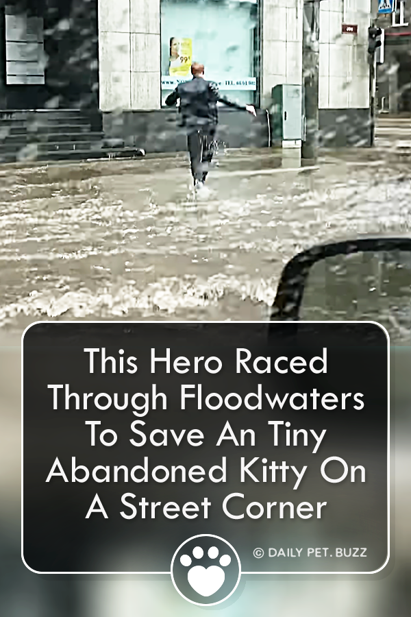 This Hero Raced Through Floodwaters To Save An Tiny Abandoned Kitty On A Street Corner
