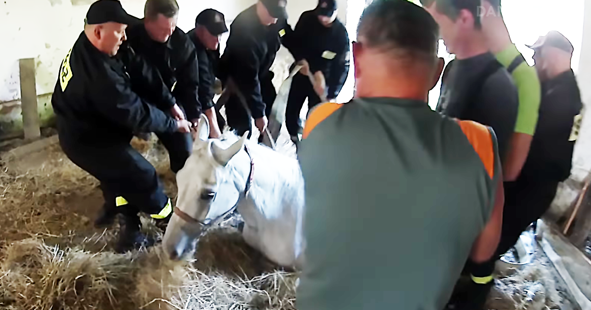 Freedom The Horse Fell Into A Hole And Liberating Her Is No Small Feat