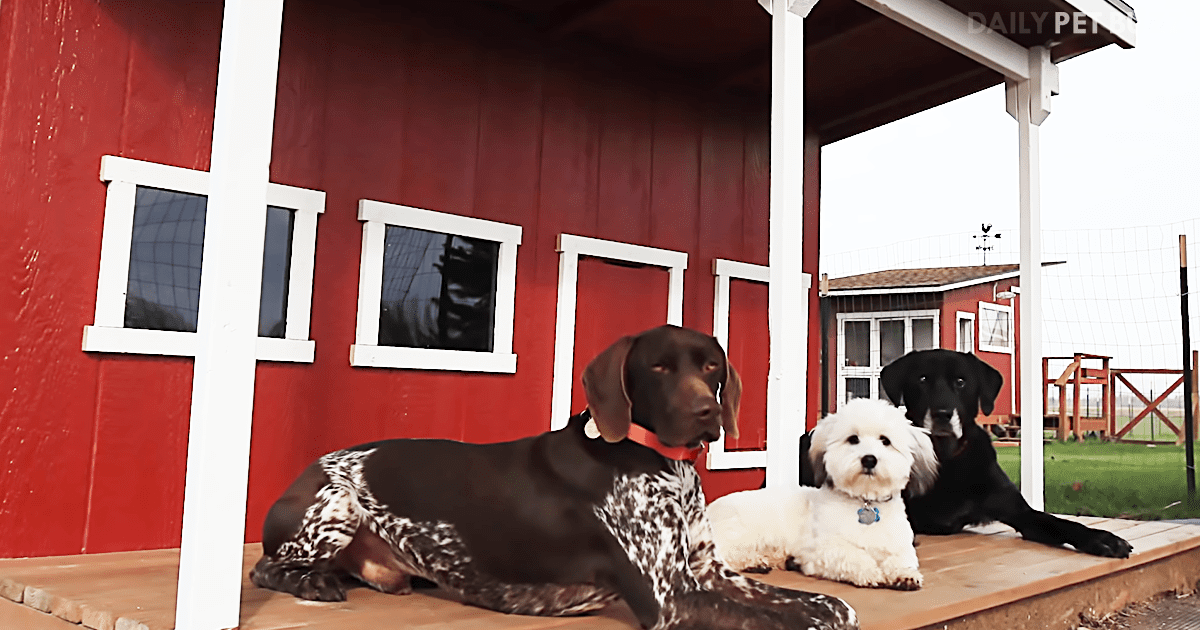 This Man Couldn't Have His Beloved Dogs Being Cold, So He Built Them A 'Dog Mahal'