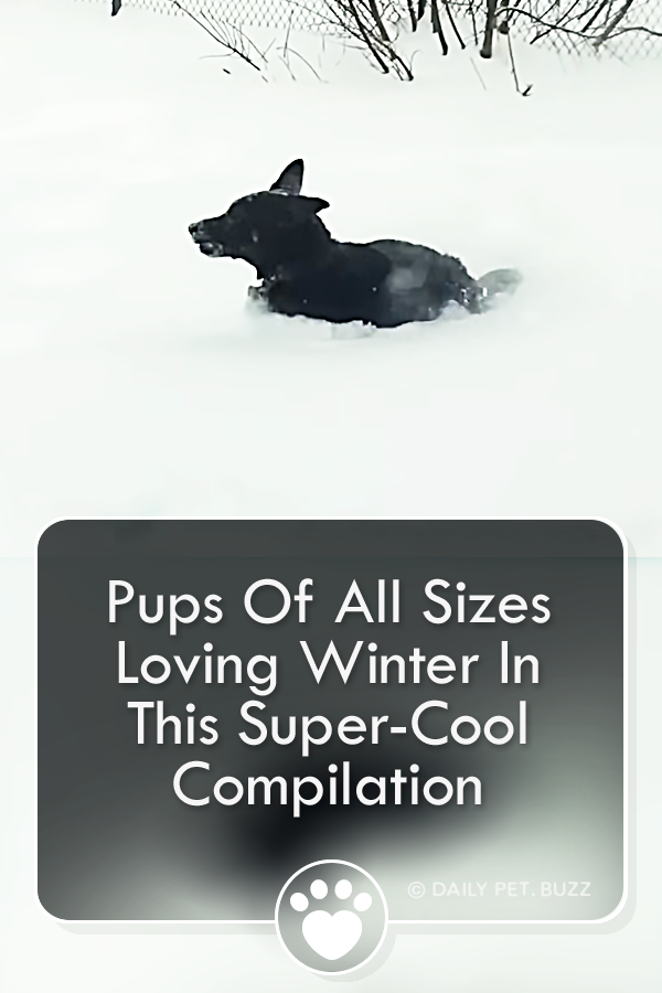 Pups Of All Sizes Loving Winter In This Super-Cool Compilation
