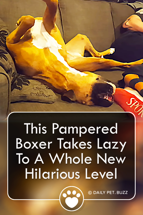 This Pampered Boxer Takes Lazy To A Whole New Hilarious Level