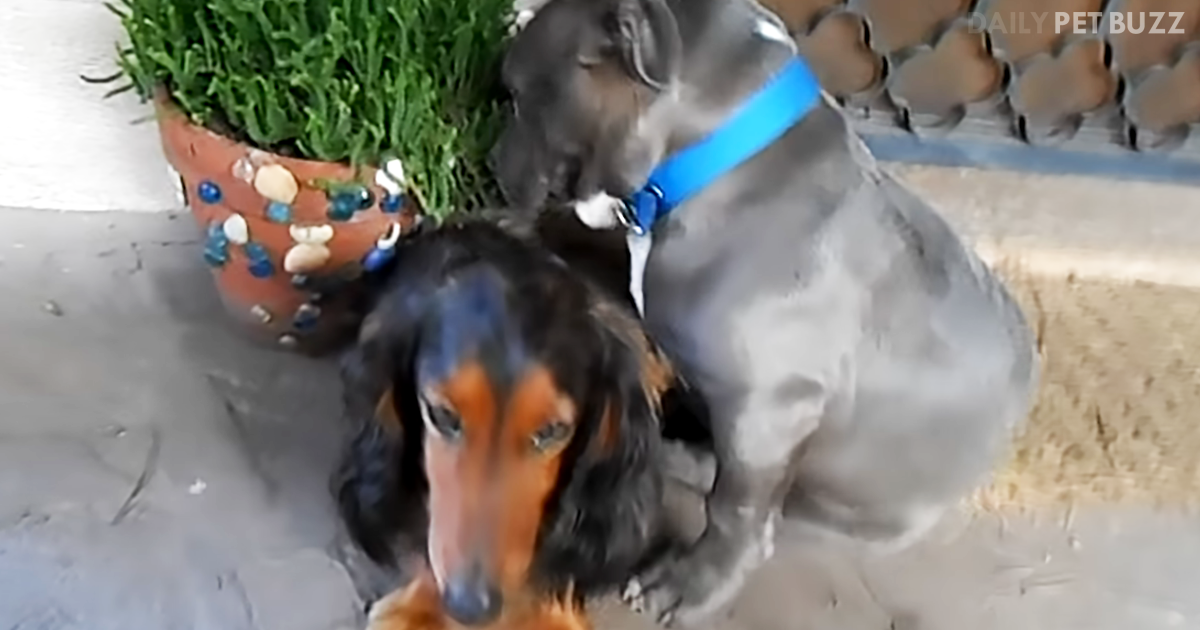 Dad Questions Two Pooches On Who Chewed The Shoe, But Neither Plan On 'Fessing Up