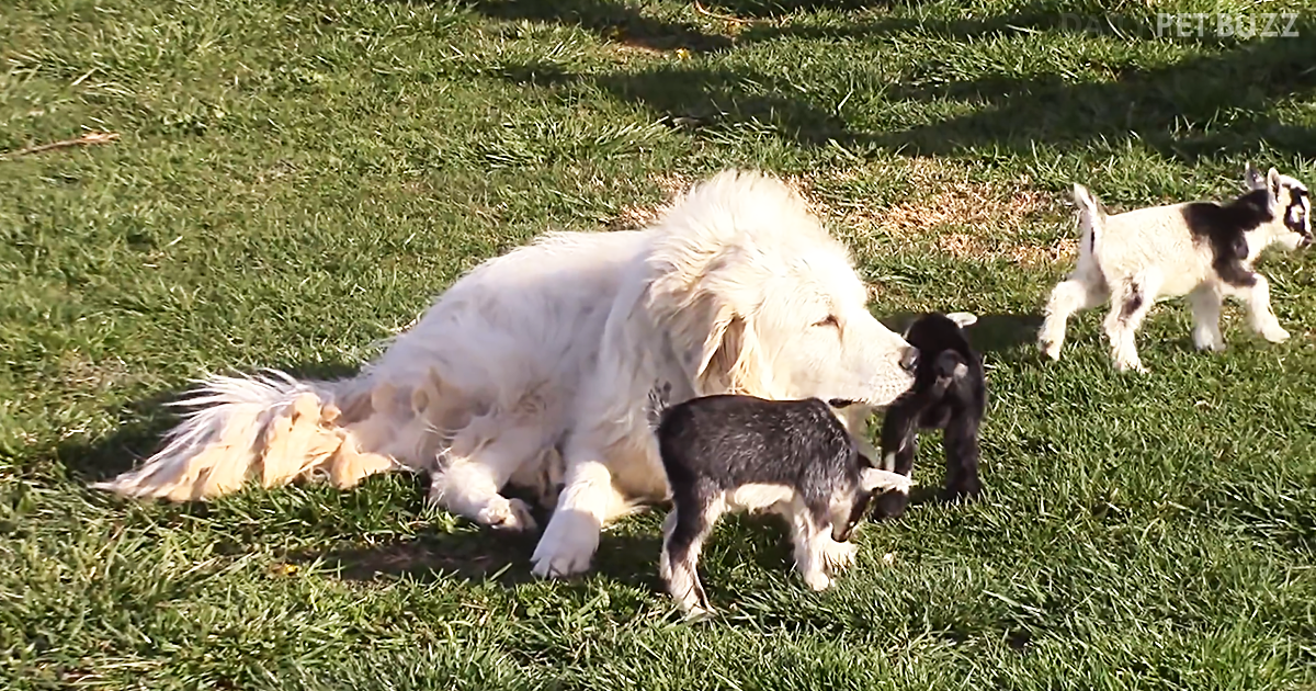 Betty The Beautiful Great Pyrenees Tries To Relax Outside While Babysitting Goat Triplets