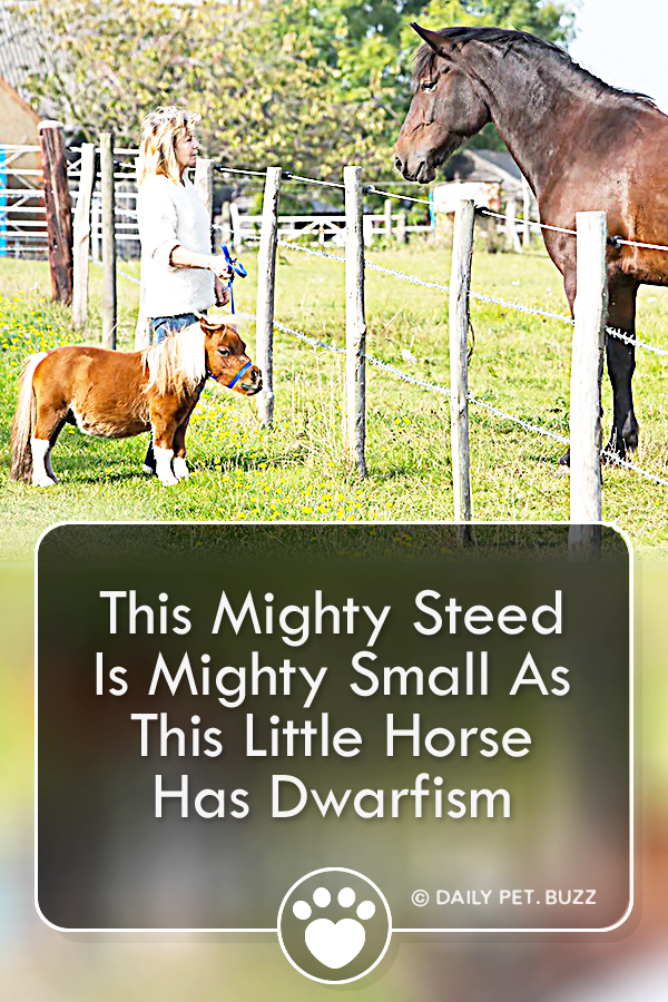This Mighty Steed Is Mighty Small As This Little Horse Has Dwarfism