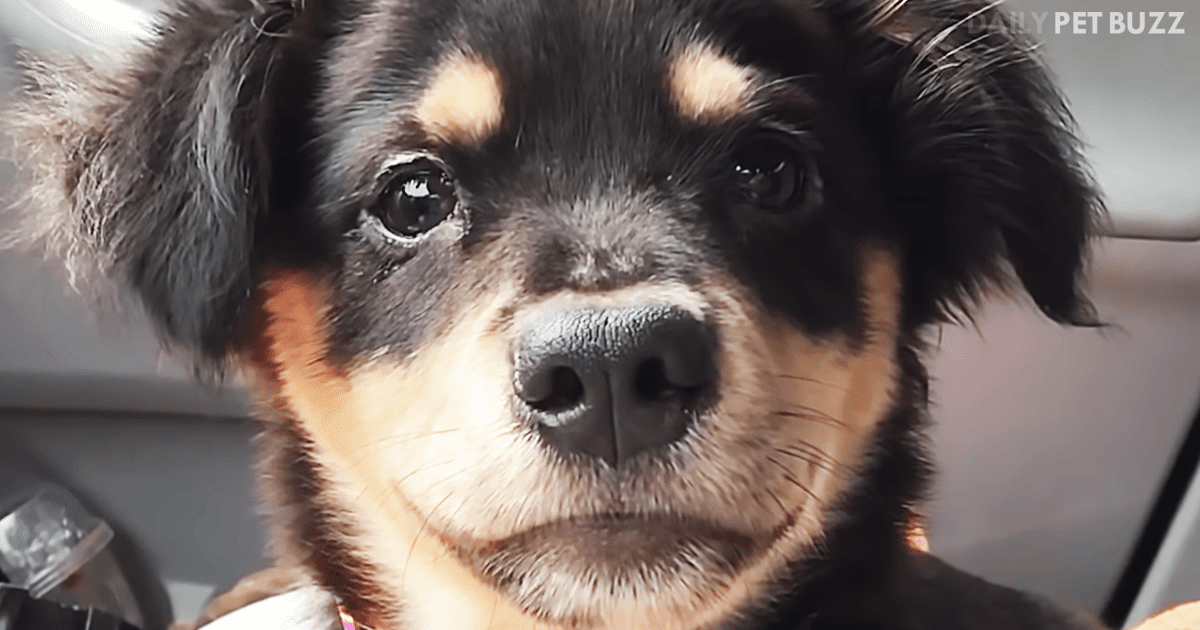 Napolean, The Puppy, Has Mastered The Art Of Sulking When He Doesn't Get His Way