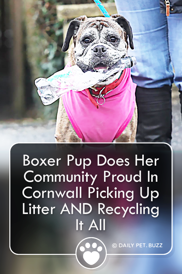 Boxer Pup Does Her Community Proud In Cornwall Picking Up Litter AND Recycling It All